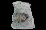 Brachiopod (Mucrospirifer) Fossil - Windom Shale, NY #96782-1